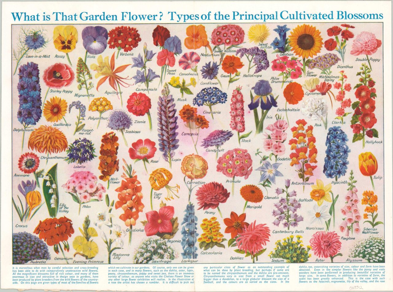 What is that Garden Flower? Types of Cultivated Plant Blossoms – Curtis ...