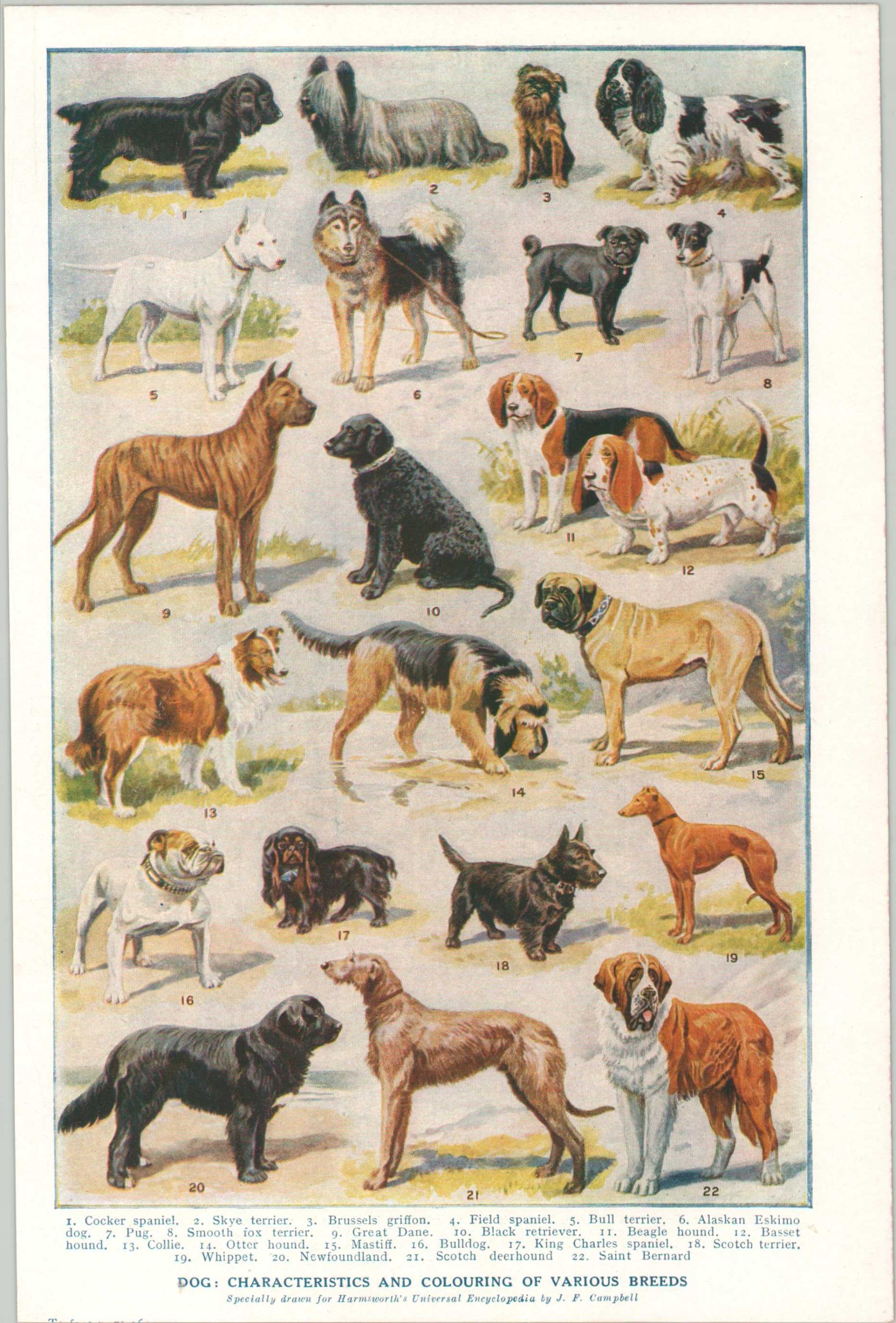Dog: Characteristics and Colouring of Various Breeds | Curtis Wright Maps