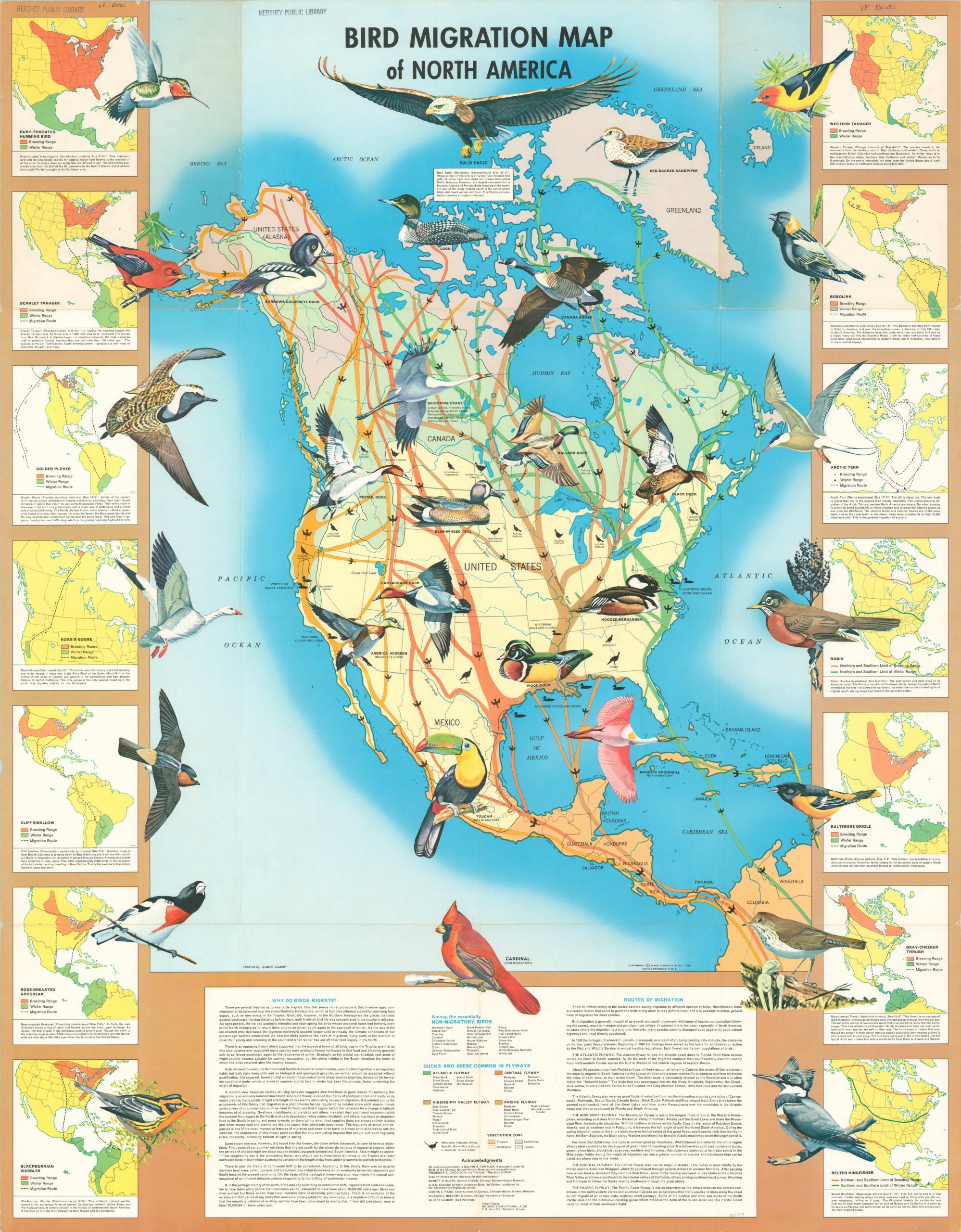 Карта bird. Пути миграции птиц. Карта птиц. Карта миграции птиц России. Миграция птиц схема.